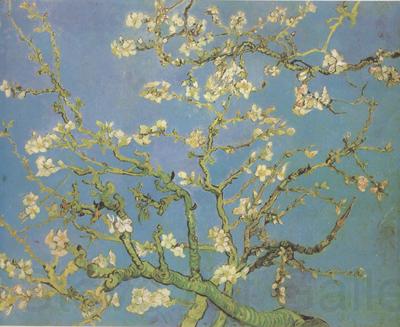 Vincent Van Gogh Blossoming Almond Tree (nn04) Spain oil painting art